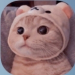 猫猫云VPN